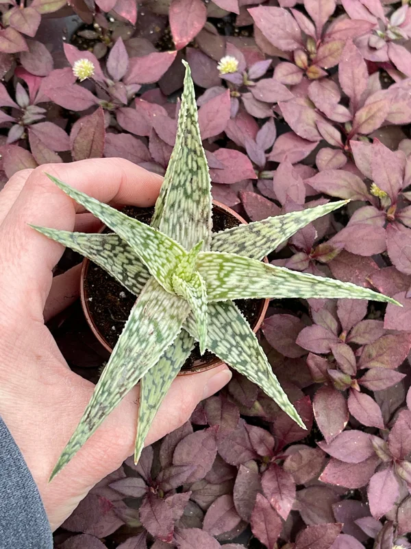 Aloe White Fox Live Plant - Potted Succulent for Indoor Decor - Image 4