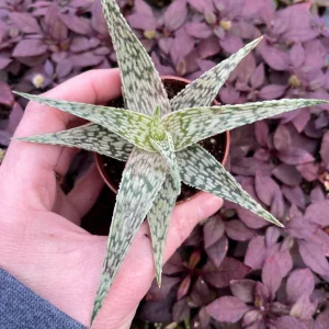Aloe White Fox Live Plant - Potted Succulent for Indoor Decor - Image 5