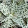 Aloe White Fox Live Plant - Potted Succulent for Indoor Decor - Image 1