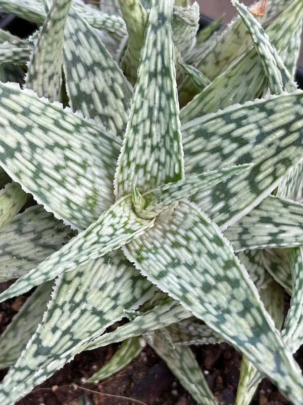 Aloe White Fox Live Plant - Potted Succulent for Indoor Decor - Image 1