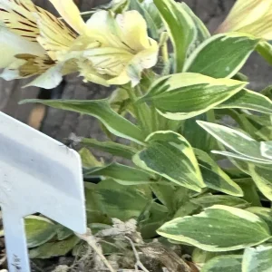Alstroemeria Aurea Yellow Variegated Peruvian Lily 1 Live Flower Plant Bulb Outdoor - Image 2
