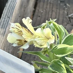 Alstroemeria Aurea Yellow Variegated Peruvian Lily 1 Live Flower Plant Bulb Outdoor - Image 3