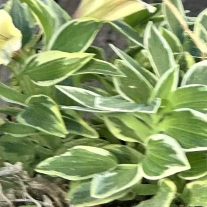 Alstroemeria Aurea Yellow Variegated Peruvian Lily 1 Live Flower Plant Bulb Outdoor - Image 4