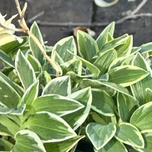 Alstroemeria Aurea Yellow Variegated Peruvian Lily 1 Live Flower Plant Bulb Outdoor - Image 5