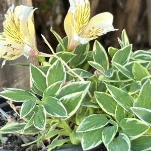 Alstroemeria Aurea Yellow Variegated Peruvian Lily 1 Live Flower Plant Bulb Outdoor - Image 1