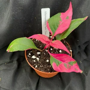 Alternanthera Party Time Live Plant – Colorful Foliage – 3 inch Pot – Indoor/Outdoor - Image 1