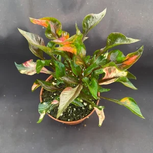 Alternanthera Ruby Slippers Live Plant - 3 inch Pot - Full Sun Foliage - Image 2