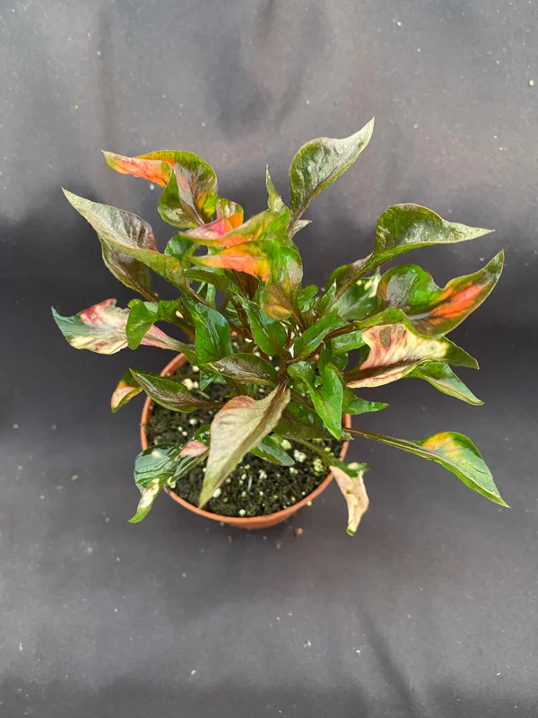 Alternanthera Ruby Slippers Live Plant - 3 inch Pot - Full Sun Foliage - Image 2