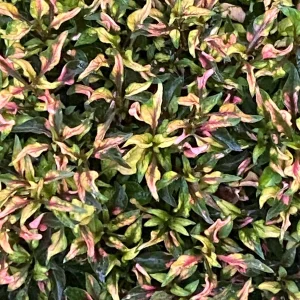 Alternanthera Ruby Slippers Live Plant - 3 inch Pot - Full Sun Foliage - Image 1