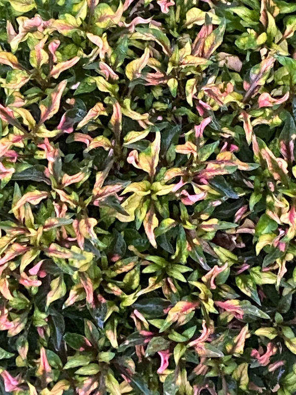 Alternanthera Ruby Slippers Live Plant - 3 inch Pot - Full Sun Foliage - Image 1