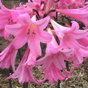 Amaryllis Belladonna Pink Naked Lady Flower Bulb - 2-3