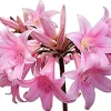 Amaryllis Belladonna Pink Naked Lady Flower Bulb - 2-3" Live Bulb - Image 1