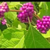 American Beautyberry Live Plant – 1 Gallon Shrub – Outdoor - Image 1