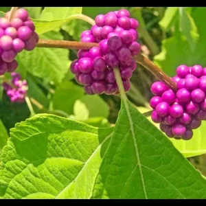 American Beautyberry Live Plant – 1 Gallon Shrub – Outdoor - Image 1