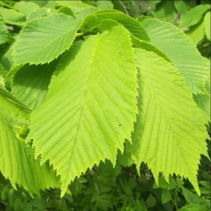 American Elm Bare Root Plant - Fast Growing, Cold Hardy Seedlings - Set of 5, 10-15 Inches Tall, Outdoor Tree - Image 3