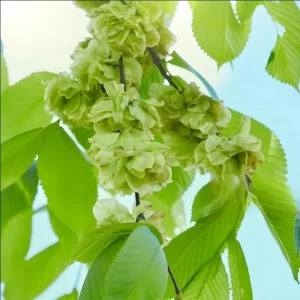 American Elm Bare Root Plant - Fast Growing, Cold Hardy Seedlings - Set of 5, 10-15 Inches Tall, Outdoor Tree - Image 4