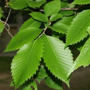 American Elm Bare Root Plant - Fast Growing, Cold Hardy Seedlings - Set of 5, 10-15 Inches Tall, Outdoor Tree - Image 5