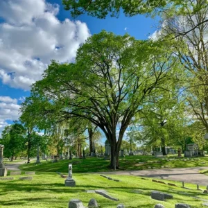 American Elm Bare Root Plant - Fast Growing, Cold Hardy Seedlings - Set of 5, 10-15 Inches Tall, Outdoor Tree - Image 6
