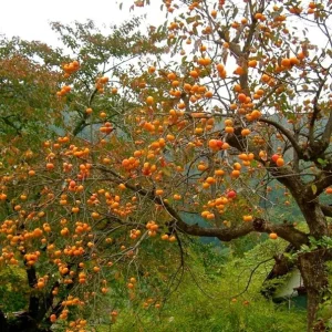 American Persimmon Tree Live Plant - Heirloom Fruit Tree, Quart Pot, 6-12 inches - Image 10