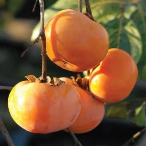 American Persimmon Tree Live Plant - Heirloom Fruit Tree, Quart Pot, 6-12 inches - Image 2