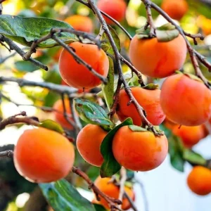 American Persimmon Tree Live Plant - Heirloom Fruit Tree, Quart Pot, 6-12 inches - Image 3