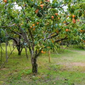 American Persimmon Tree Live Plant - Heirloom Fruit Tree, Quart Pot, 6-12 inches - Image 5