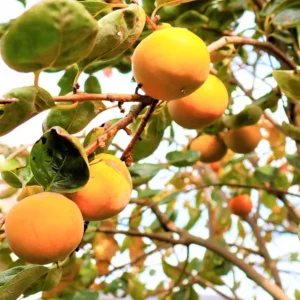 American Persimmon Tree Live Plant - Heirloom Fruit Tree, Quart Pot, 6-12 inches - Image 9