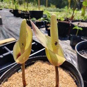 Amorphophallus fuscus Tuberous Aroid – Tropical Live Plant – Unique Foliage - Image 2