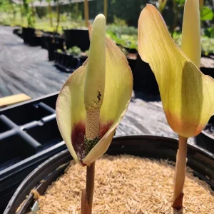 Amorphophallus fuscus Tuberous Aroid – Tropical Live Plant – Unique Foliage - Image 3