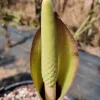 Amorphophallus fuscus Tuberous Aroid – Tropical Live Plant – Unique Foliage - Image 1