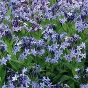 Amsonia 'Blue Ice' Blue Star Perennial Live Plant - Outdoor Garden Flower - Image 2