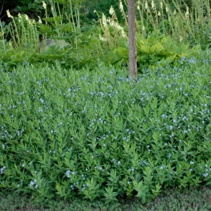 Amsonia 'Blue Ice' Blue Star Perennial Live Plant - Outdoor Garden Flower - Image 3