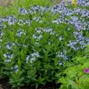 Amsonia 'Blue Ice' Blue Star Perennial Live Plant - Outdoor Garden Flower - Image 1