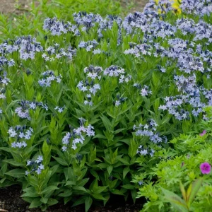 Amsonia 'Blue Ice' Blue Star Perennial Live Plant - Outdoor Garden Flower - Image 1