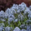 Amsonia 'Storm Cloud' Blue Star Perennial Plant - Live Outdoor Flower - Image 1