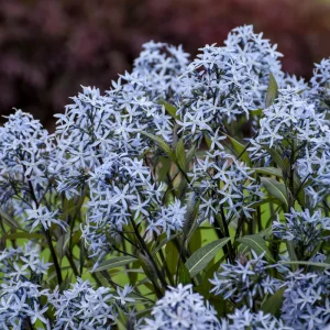 Amsonia 'Storm Cloud' Blue Star Perennial Plant - Live Outdoor Flower - Image 1