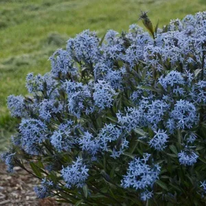 Amsonia 'Storm Cloud' Blue Star Perennial Plant - Live Outdoor Flower - Image 2