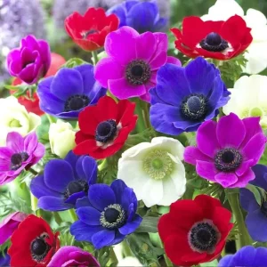 Anemone De Caen Mix Flower Bulbs - 5 Dutch Windflowers - Image 2