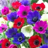 Anemone De Caen Mix Flower Bulbs - 5 Dutch Windflowers - Image 1
