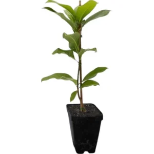Ann Magnolia Live Plant, 2.5 Inch Pot, Fragrant Pink Flowers, Cold Hardy Shrub - Image 2