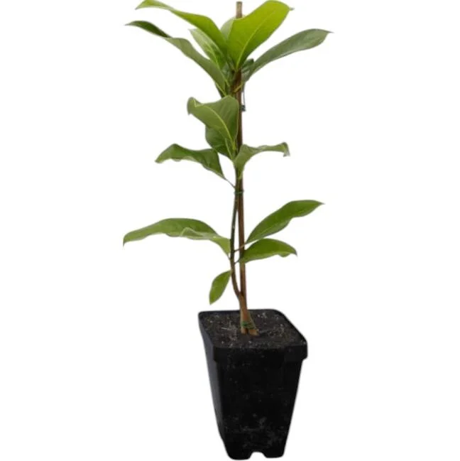 Ann Magnolia Live Plant, 2.5 Inch Pot, Fragrant Pink Flowers, Cold Hardy Shrub - Image 2