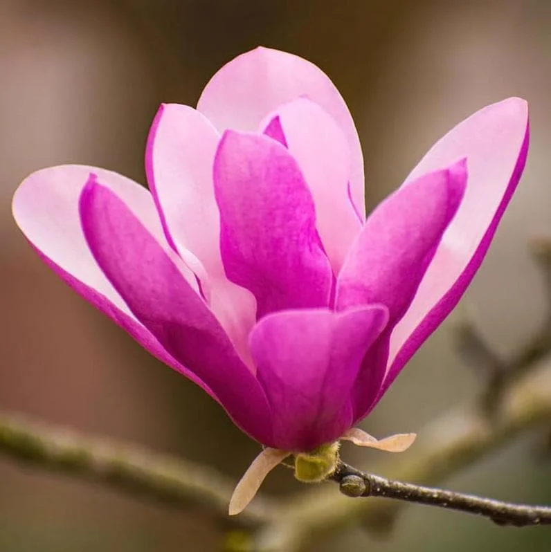 Ann Magnolia Live Plant, 2.5 Inch Pot, Fragrant Pink Flowers, Cold Hardy Shrub - Image 3
