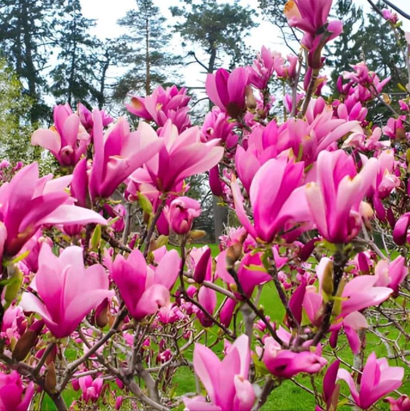Ann Magnolia Live Plant, 2.5 Inch Pot, Fragrant Pink Flowers, Cold Hardy Shrub - Image 4