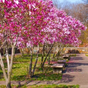 Ann Magnolia Live Plant, 2.5 Inch Pot, Fragrant Pink Flowers, Cold Hardy Shrub - Image 5