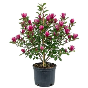 Ann Magnolia Live Plant, 2.5 Inch Pot, Fragrant Pink Flowers, Cold Hardy Shrub - Image 6