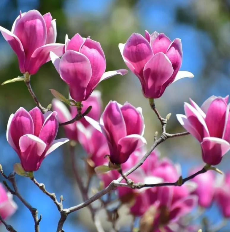 Ann Magnolia Live Plant, 2.5 Inch Pot, Fragrant Pink Flowers, Cold Hardy Shrub - Image 7