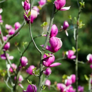 Ann Magnolia Live Plant, 2.5 Inch Pot, Fragrant Pink Flowers, Cold Hardy Shrub - Image 8