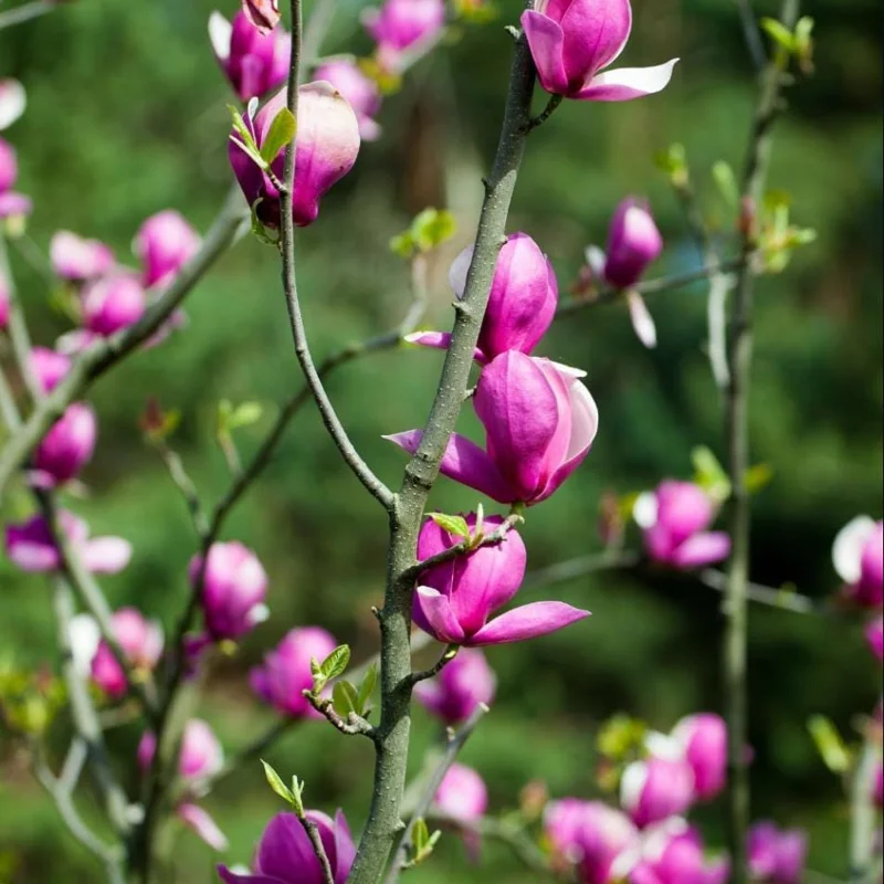 Ann Magnolia Live Plant, 2.5 Inch Pot, Fragrant Pink Flowers, Cold Hardy Shrub - Image 8