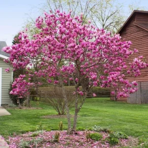 Ann Magnolia Live Plant, 2.5 Inch Pot, Fragrant Pink Flowers, Cold Hardy Shrub - Image 9