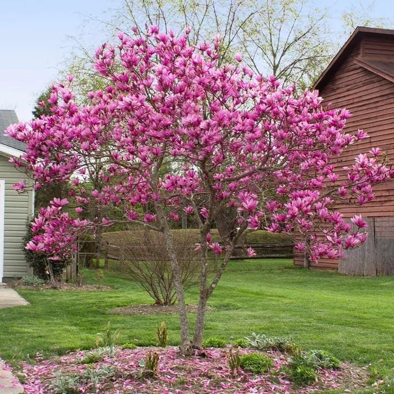 Ann Magnolia Live Plant, 2.5 Inch Pot, Fragrant Pink Flowers, Cold Hardy Shrub - Image 9